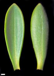 Veronica rakaiensis. Leaf surfaces, adaxial (left) and abaxial (right). Scale = 1 mm.
 Image: W.M. Malcolm © Te Papa CC-BY-NC 3.0 NZ